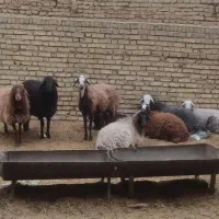 گوسفند و شیشک قوچ و شیشک ماده و بره|حیوانات مزرعه|فلاورجان, |دیوار