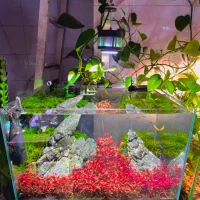 اکواریوم apa ریملس