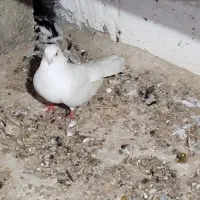 کفترخوب سفید تهرانی زاغ وطوقی آدرس پارسیان|پرنده|پارسیان, |دیوار