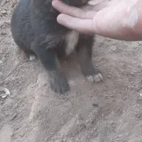 توله سگ افغان با کفتر هم معاوضه میشود