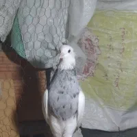 طوقی الماسی نر درشت|پرنده|قائمشهر, |دیوار