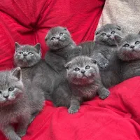 شهر گربه های مشنگ (پرشین اسکاتیش بریتیش )