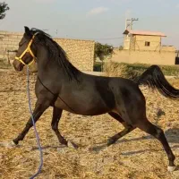 مادیون عرب خالص ایرانی خط پویا