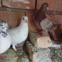 کبوترا سالم|پرنده|گرگان, |دیوار