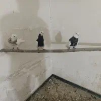 طوقی