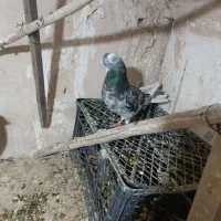 کفتر تهرانی
