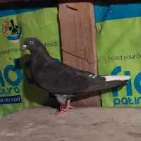 کبوتر پرشی  زیر ۱۰ ساعت|پرنده|رامسر, |دیوار