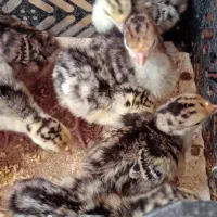 جوجه بوقلمون ۱۰روزه