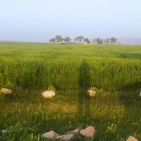 فروش زمین کشاورزی