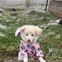 سگ پامراین شناسنامه دار