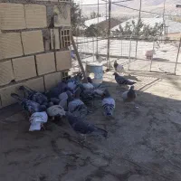 انواع کبوتر پلاکی دوبر|پرنده|خلخال, |دیوار