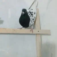 کبوتر|پرنده|ملایر, |دیوار