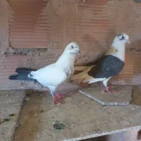 کبوترپرشی