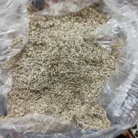 بذر کاهو سفید شیرین لیزر شده مرغوب