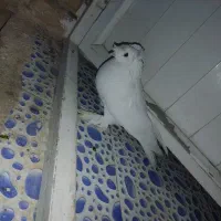 کبوتر|پرنده|اصفهان, ارزنان|دیوار