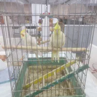 یک جفت عروس هلندی لوتینو دستی و رام