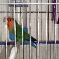 کوتوله برزیلی