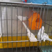 فنچ جوان مولد|پرنده|شاهرود, |دیوار