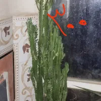 سلام گلها بعلت کمبود جا زیر قیمت بفروش میرسد|گل و گیاه طبیعی|یاسوج, |دیوار