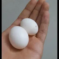 تخم کبوتر سرخ و زرد