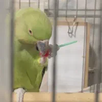 یک جفت طوطی ملنگو