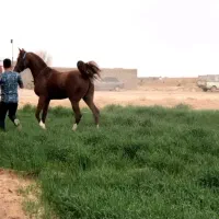 اسب مصری نریان