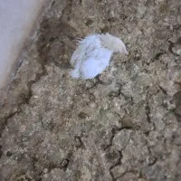 کار در مرغداری