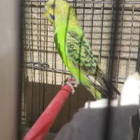 مرغ عشق معاوضه