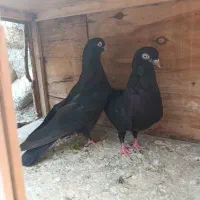 جفت ذاغ گره