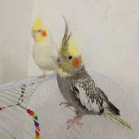 عروس هلندی مولد پنج تخم
