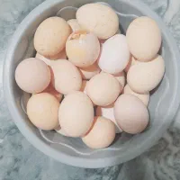 تخم مرغ|خوردنی و آشامیدنی|سنگدوین, |دیوار