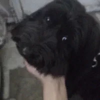 سگ مشکی واکسن خورده