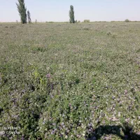 تخمه یونجه پایه بلند آمریکایی تناژ بالا|خدمات باغبانی و درختکاری|کرمانشاه, |دیوار