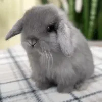 کلینیک تخصصی خرگوش مینی لوپ مینیاتوری با کارتکس|موش و خرگوش|اصفهان, جامی|دیوار