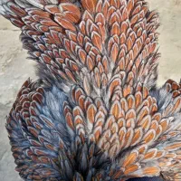 تخم نطفه دار ویاندوت|حیوانات مزرعه|قائمشهر, |دیوار