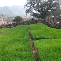 فروش تیم پیاز