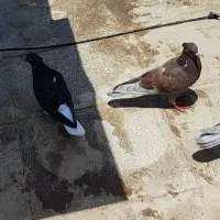 با خ ت رف ته کفتر زاغ دم سفید و قرمز جوجه