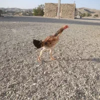 مرغ شامو رودان|حیوانات مزرعه|رودان, |دیوار