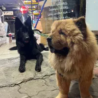 چاو چاو|سگ|رشت, معلم|دیوار