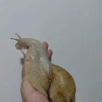 حلزونی پرورشی