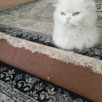 گربه پرشین|گربه|گناباد, |دیوار