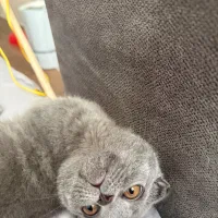 بچه گربه اسکاتیش بلو اصل|گربه|تهران, شهرک آزمایش|دیوار