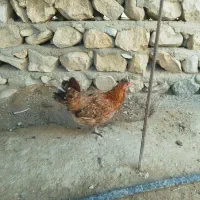 مرغ خروس پا کوتاه
