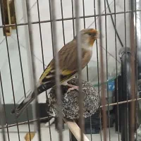 سهره قناری نر بخون