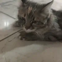 گربه ی گمشده