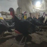 بوقلمون برنز