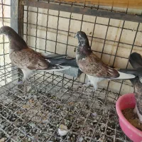 جوجه کبوتر پرشی