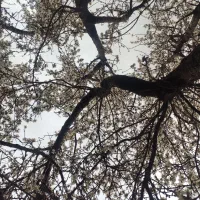 ویلا در سعادت آباد بروجرد|فروش خانه و ویلا|بروجرد, |دیوار