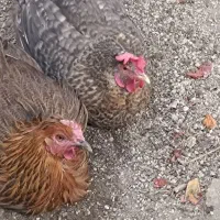سه تا مرغ تخم گذار