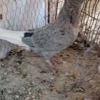 کبوتر|پرنده|جهرم, |دیوار